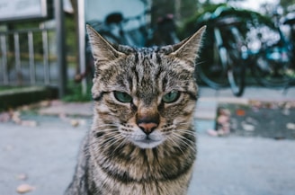 angry cat, inner critic, voices in my head