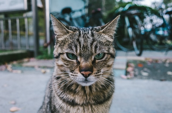 angry cat, inner critic, voices in my head
