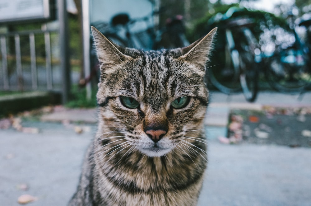 Fotografía de enfoque selectivo de gato atigrado marrón