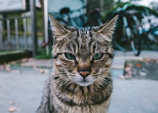 selective-focus photograph of brown tabby cat