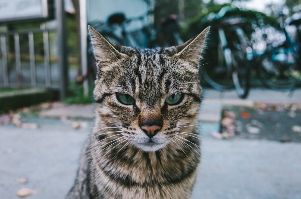 茶色のぶち猫のセレクティブフォーカス写真