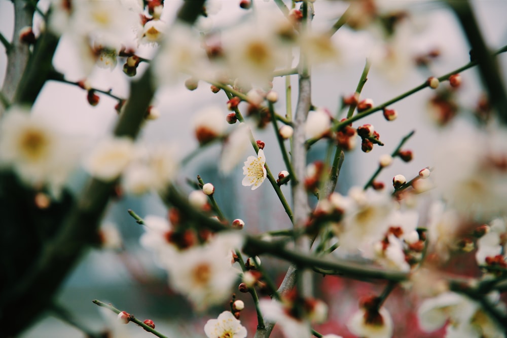 white and red flowers