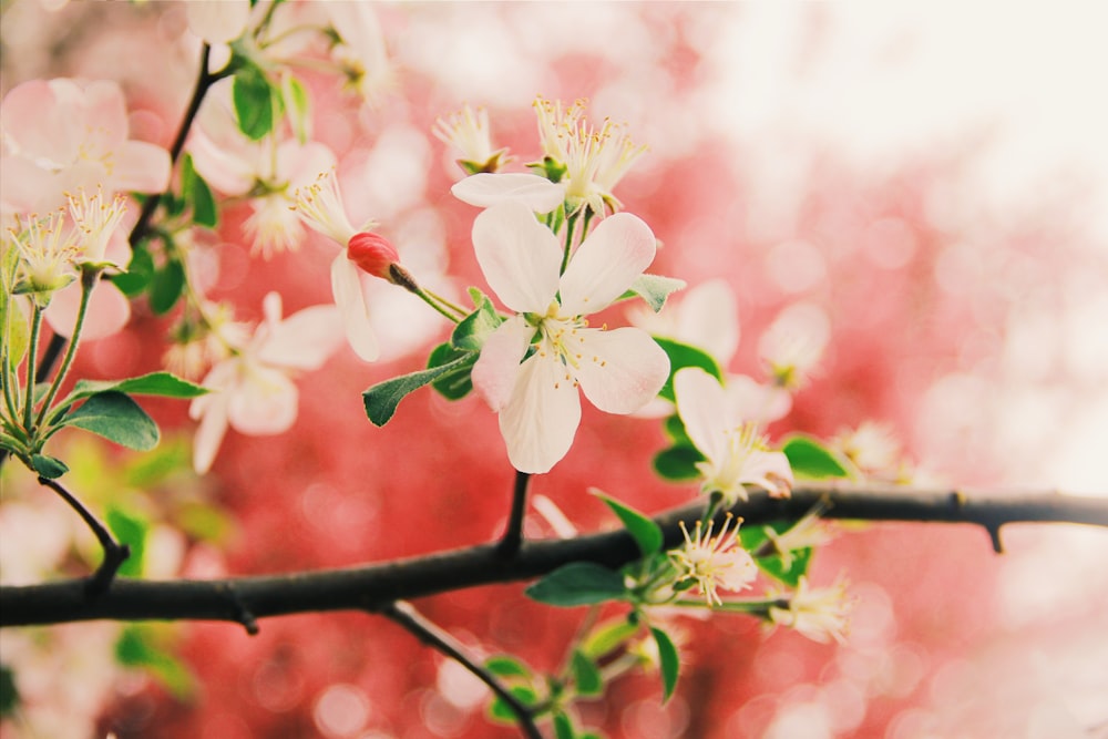 Fotografía de primer plano de la flor de cerezo blanca