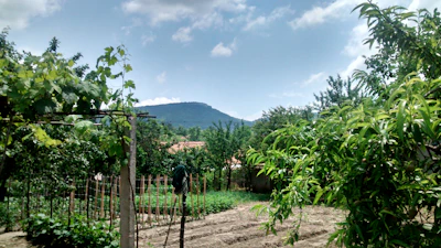 Serene outdoor garden view with flowing greenery and soft blue sky.