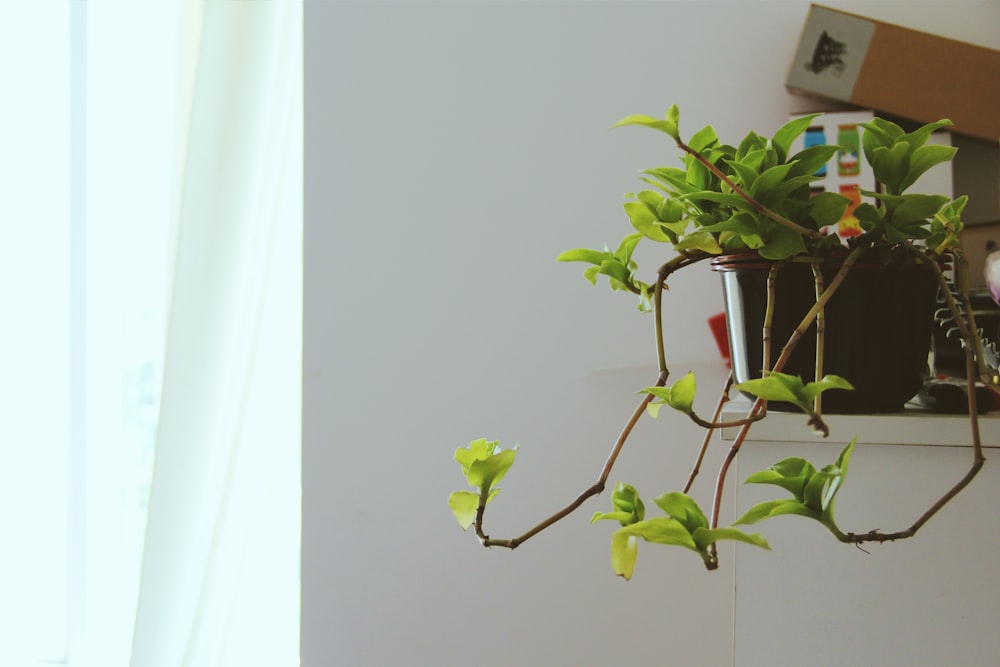 photo en gros plan de vigne à feuilles vertes sur un pot brun