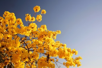 orange flowers under cloudy sky during daytime