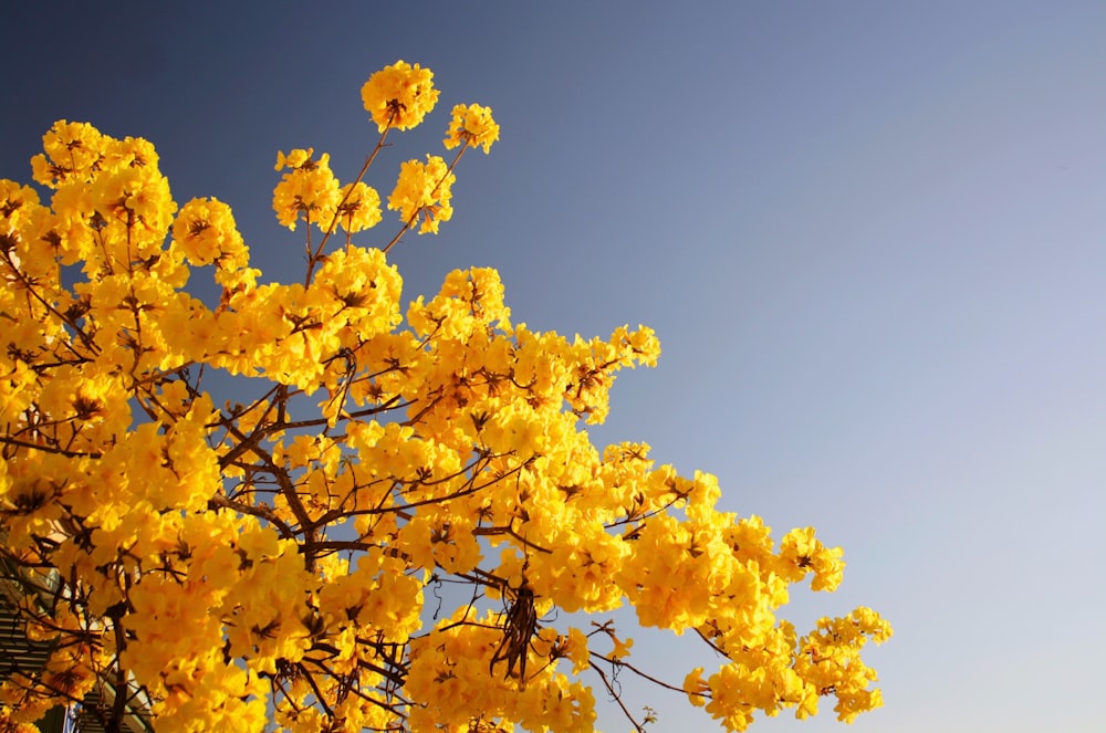 Flores anaranjadas bajo el cielo nublado durante el día