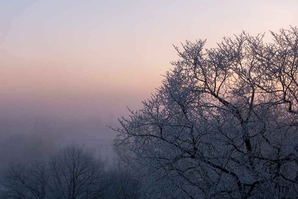 photo of trees