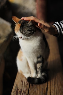 person touching cat's head