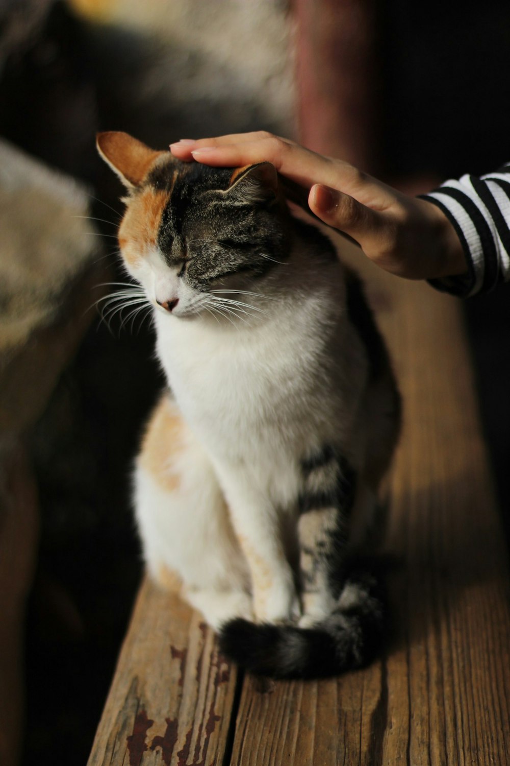 猫の頭を触る人