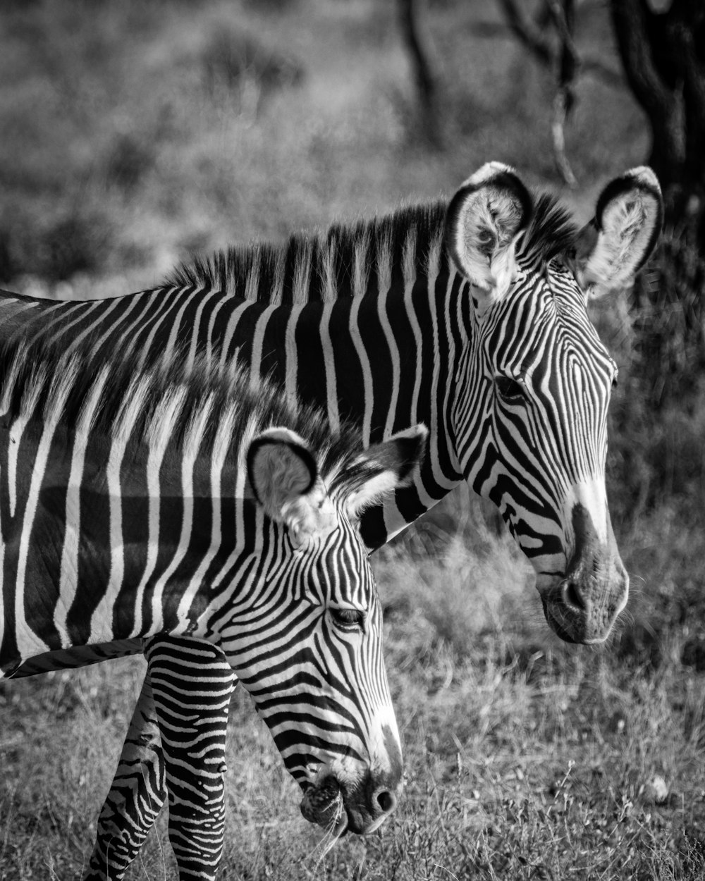 foto em tons de cinza de zebras