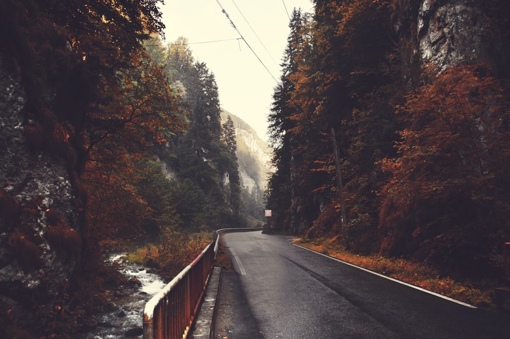 empty black concrete road top between trees under cloudy sky during daytime