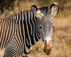 zebra standing on field