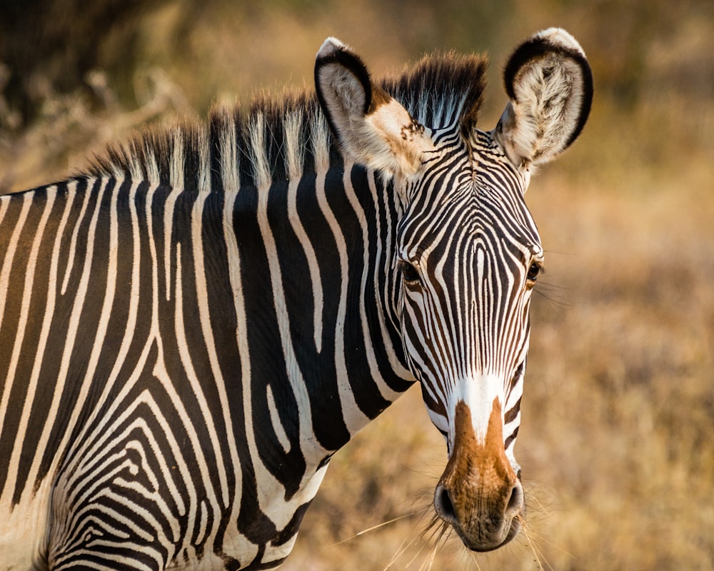 zebra standing on field