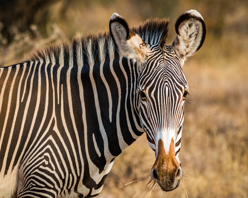 Samburu