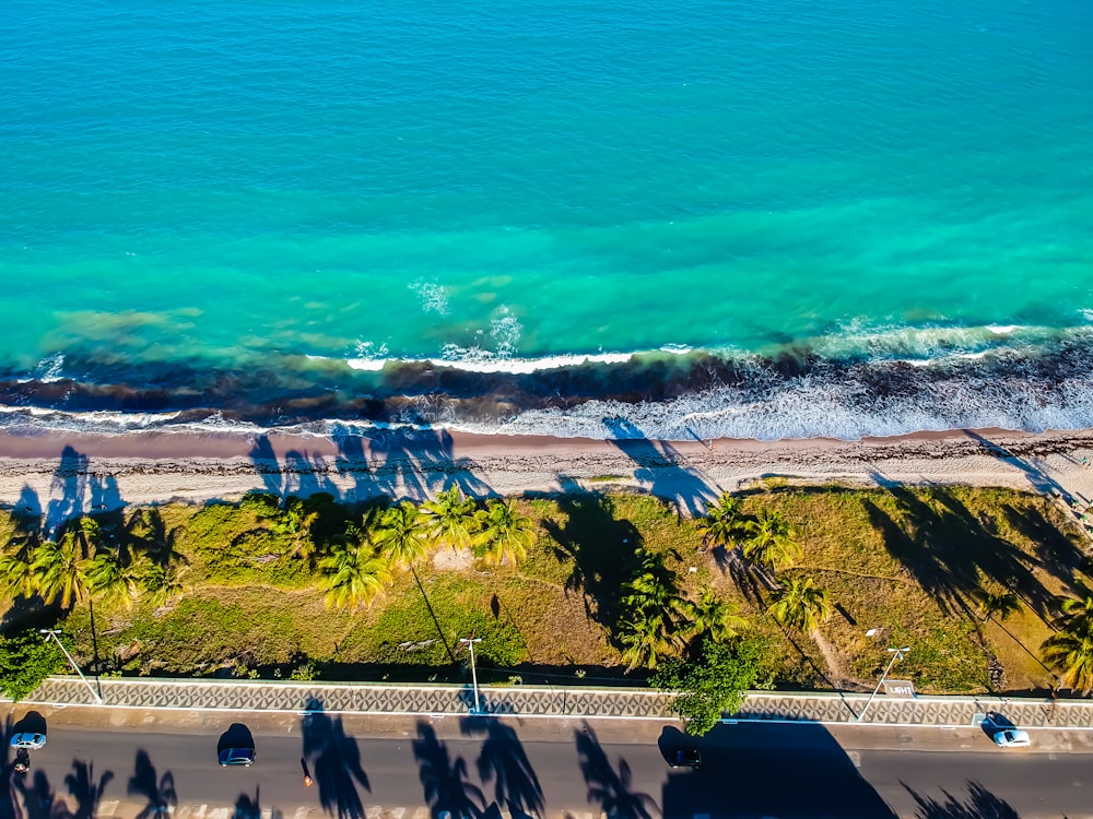 trees on seashore