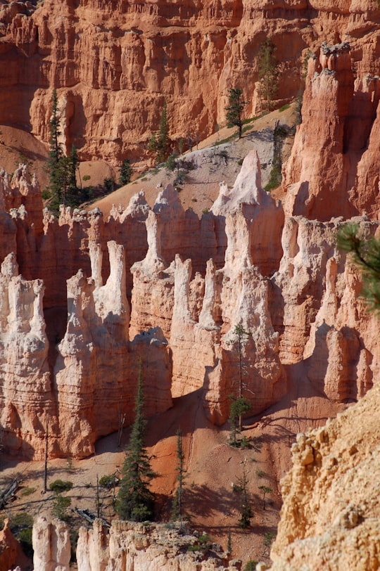 green trees on mountain at daytime in Bryce Canyon National Park United States