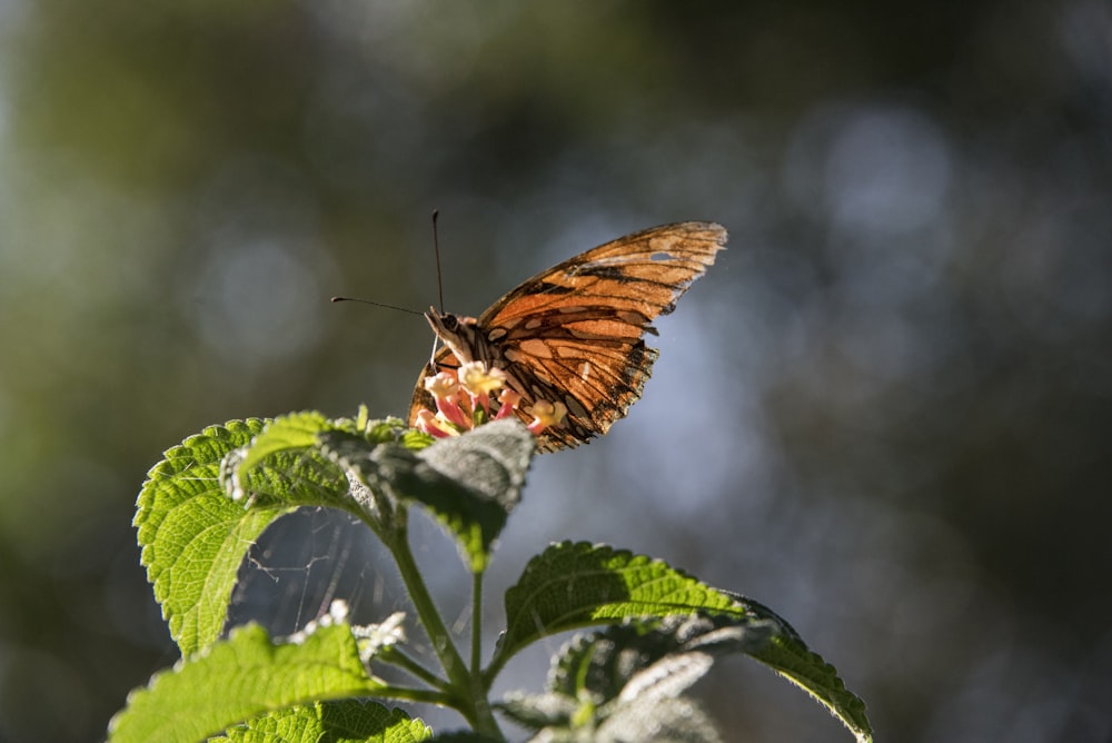 macro photography of brown butterfly