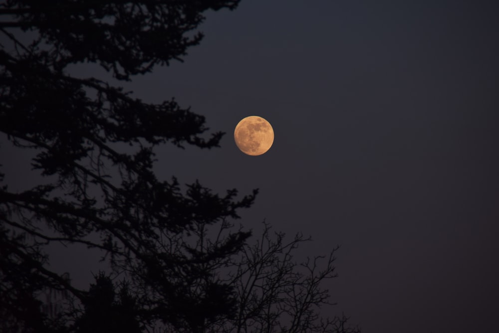 lunar eclipse at night