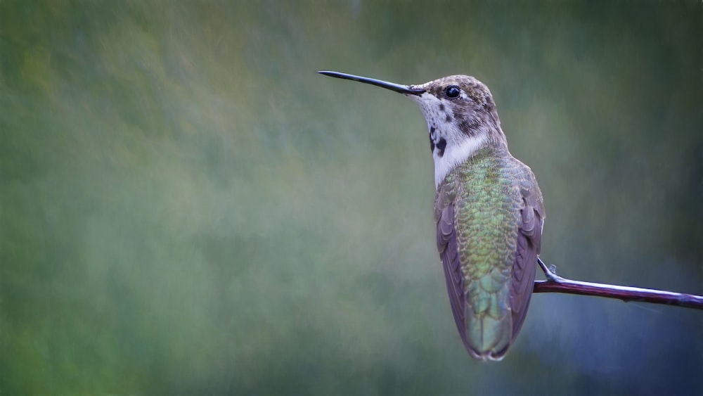 Fotografia de foco raso de pássaro cinza e verde em galho de árvore