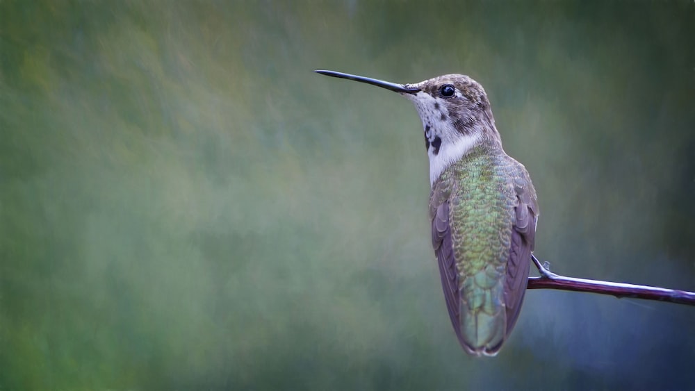 Flachfokusfotografie von grauem und grünem Vogel auf Ast