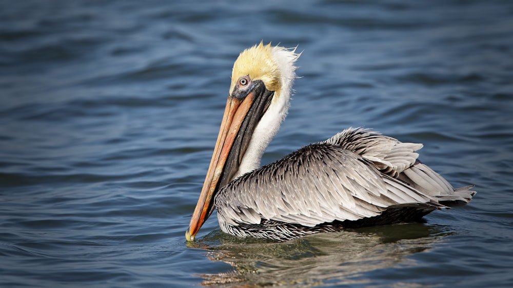 pelican on body of water