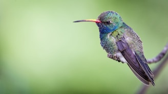 shallow focus photography of grey bird