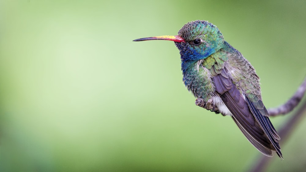 Fotografia de foco raso de pássaro cinzento