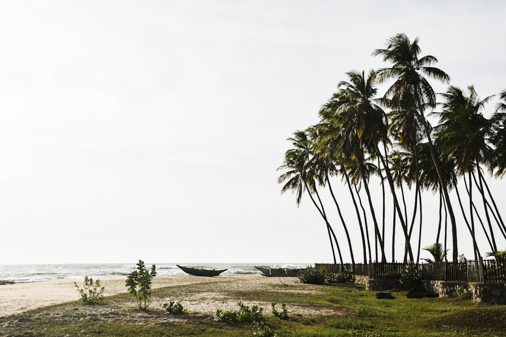 boat on shore near trees and ocean during daytime