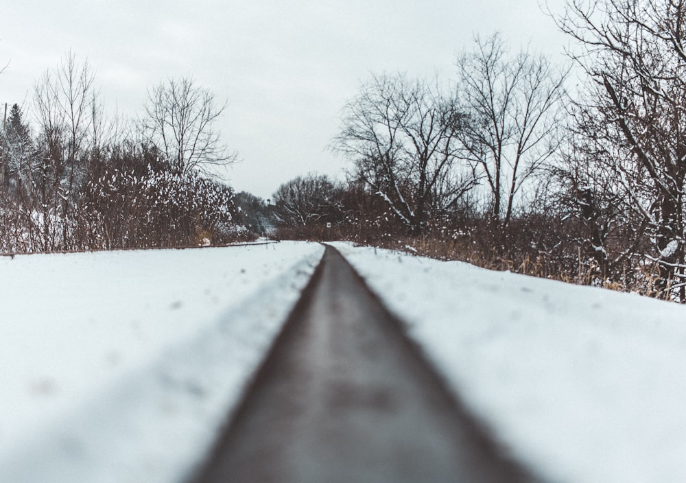 landscape photography of trees