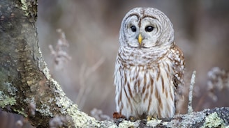 white and brown owl on tree during daytime