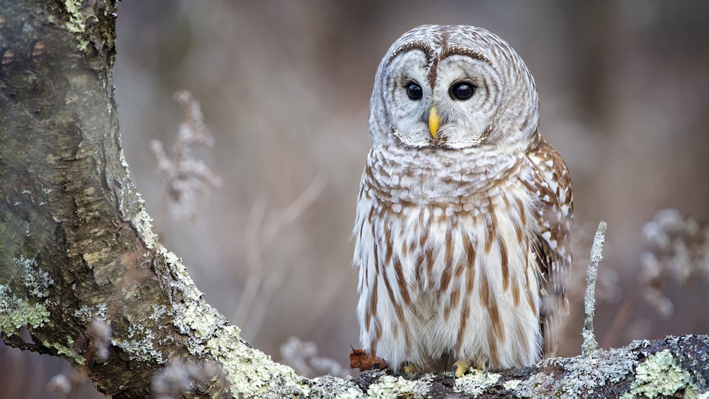 white and brown owl on tree during daytime