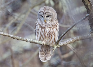 brown and white owl standing on tree branch