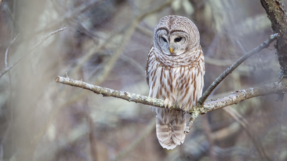 brown and white owl standing on tree branch