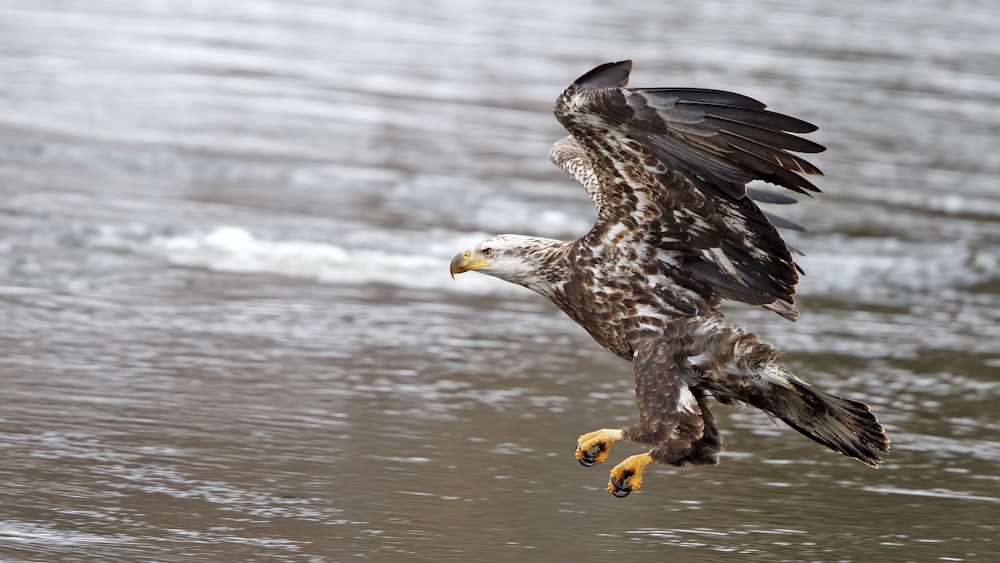 bald eagle about to land