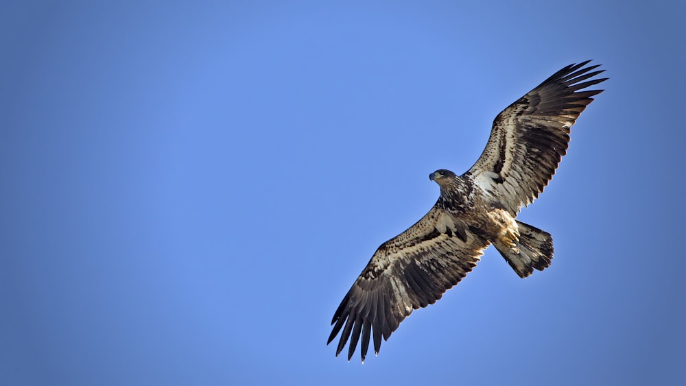 Adler fliegt am Himmel