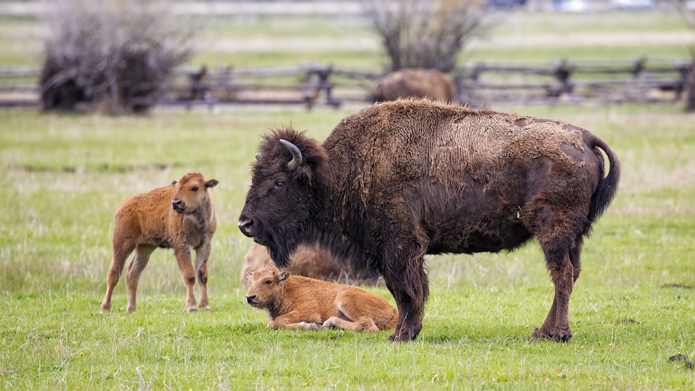 Bisonte americano marrón sobre hierba verde durante el día