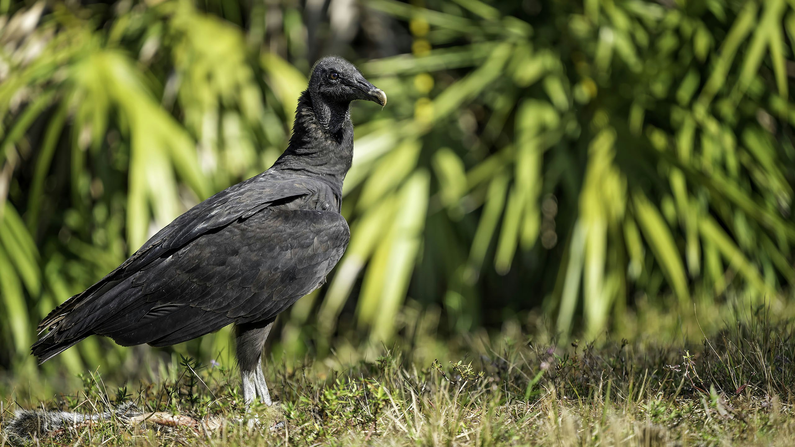 Black Vultures Are Good for the Environment