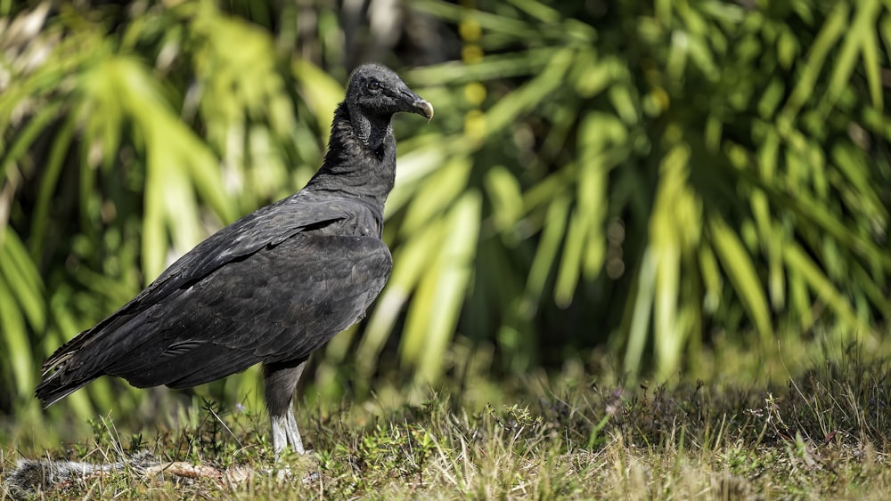 wildlife photography of grey vulture