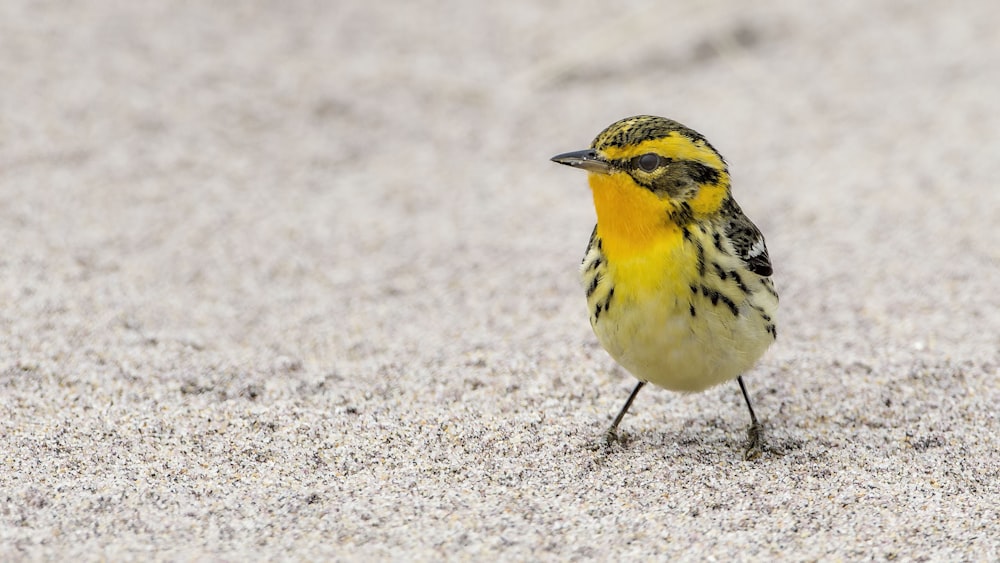 yellow and black bird