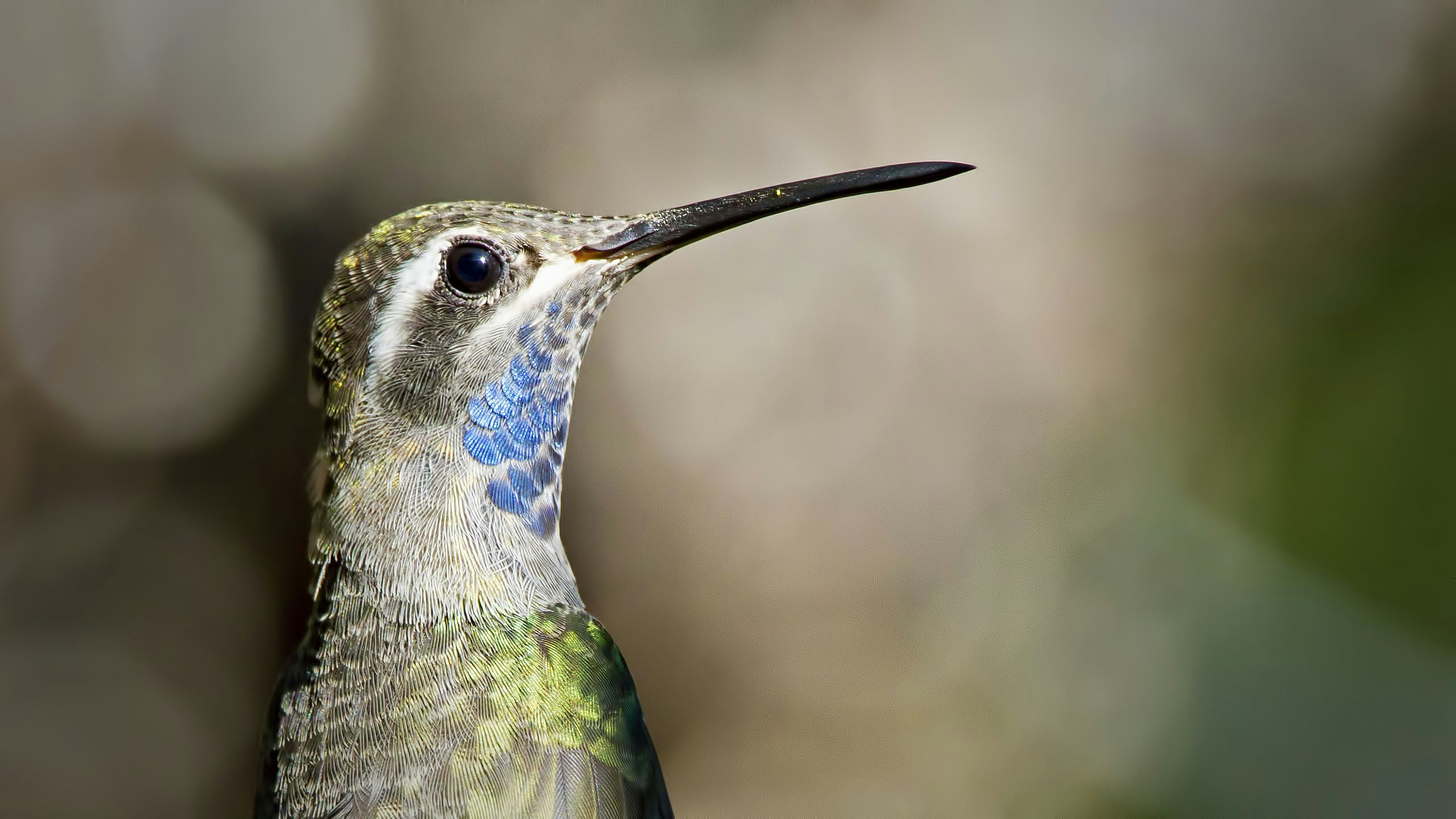 gray and blue humming bird