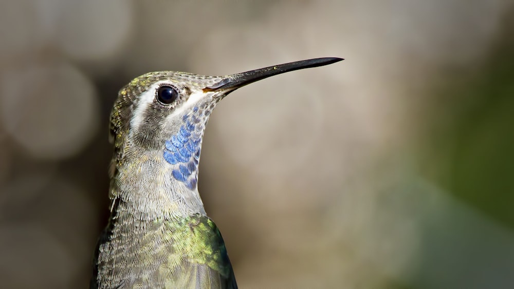 gray and blue humming bird