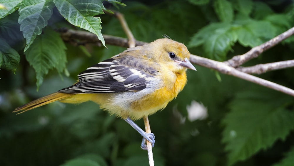 pájaro amarillo y negro en rama marrón