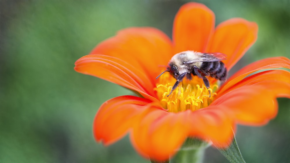 bee on orange flower