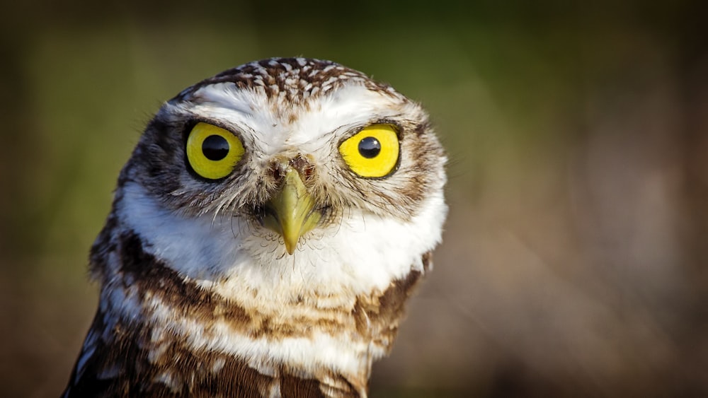 closeup photo of brown owl