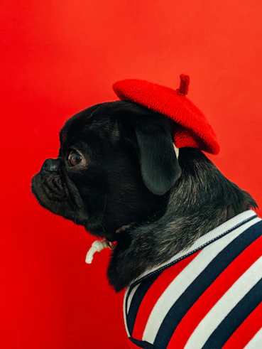 french dog with a beret