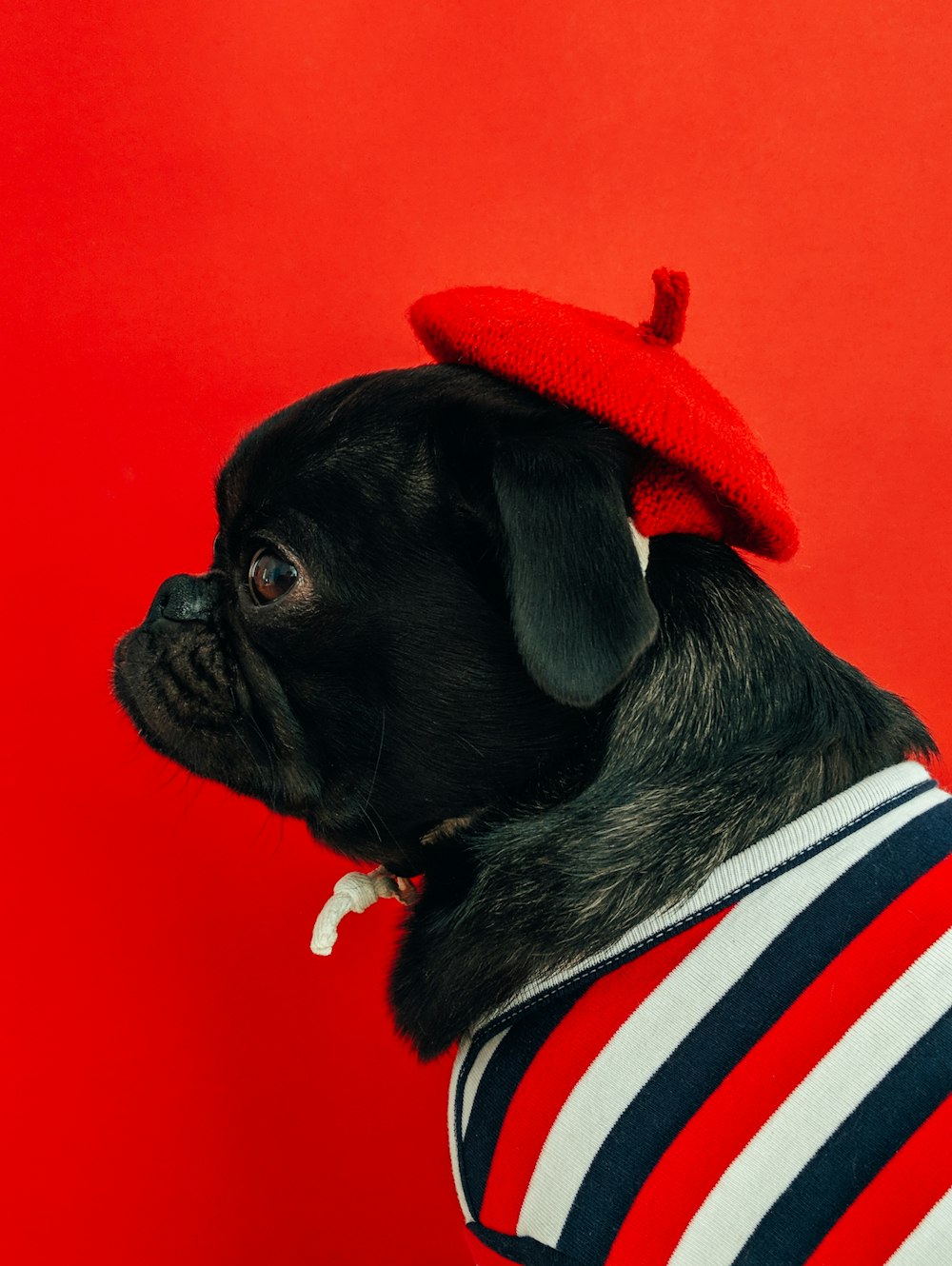 black fawn pug wearing white and red striped shirt