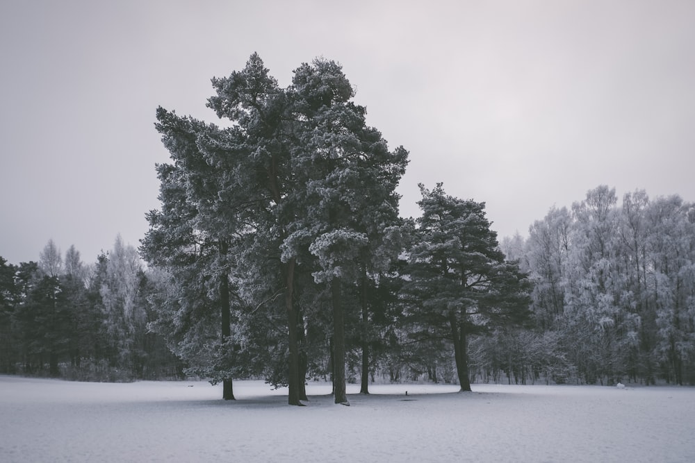 green leafed trees at daytime