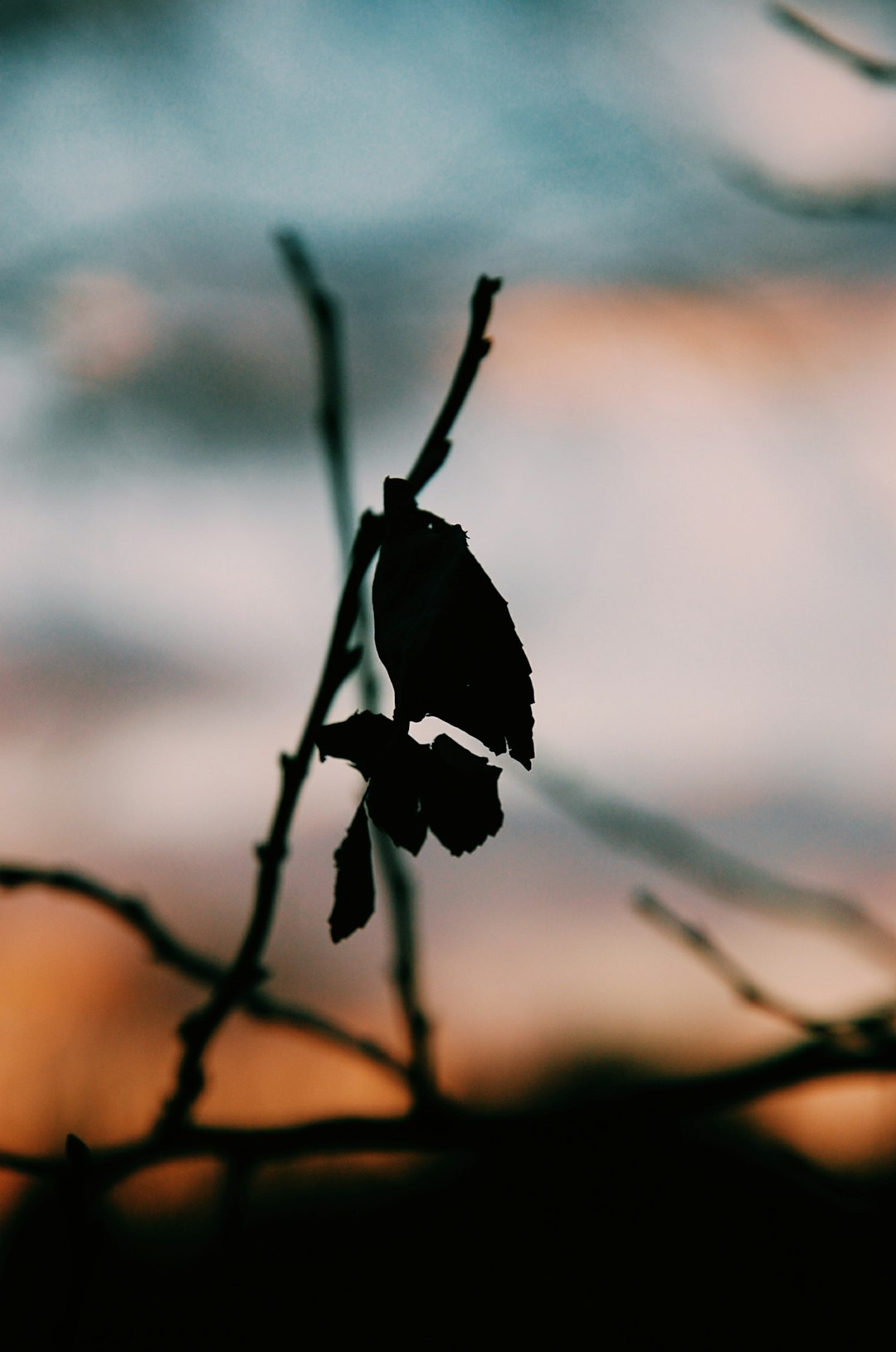 silhouette of leafed plant
