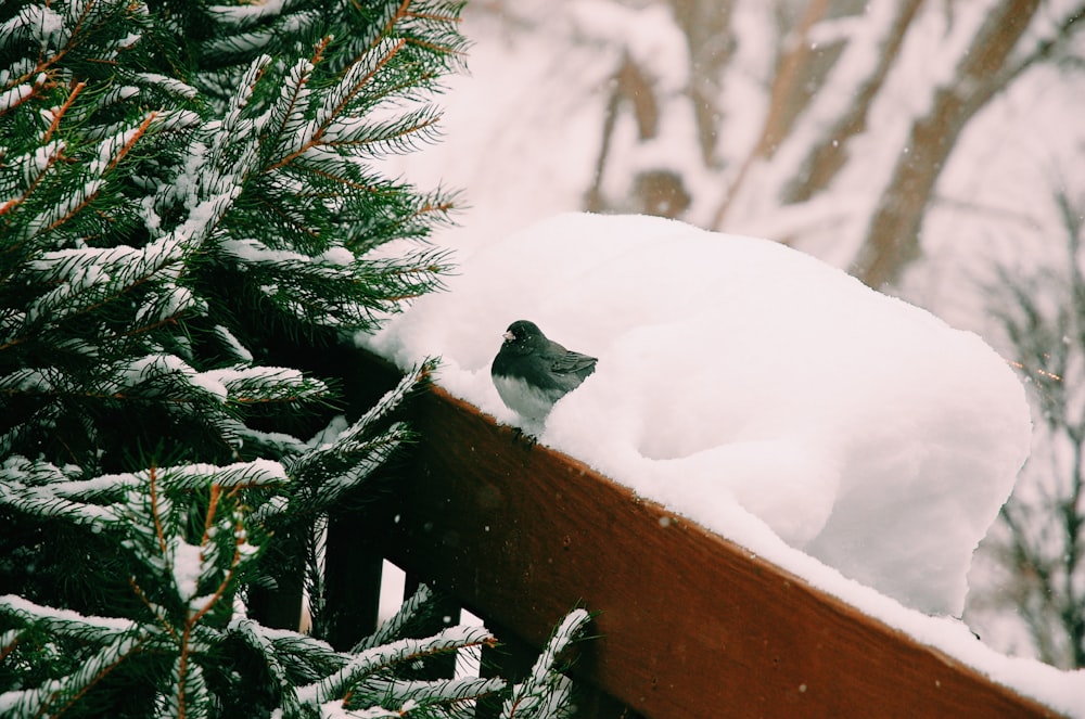 bird perching on wooden surface